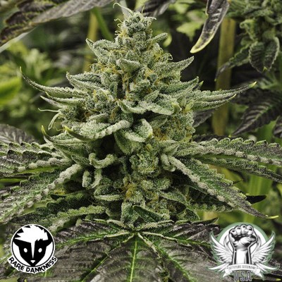 Rare Dankness Seeds Longs Peak Blue