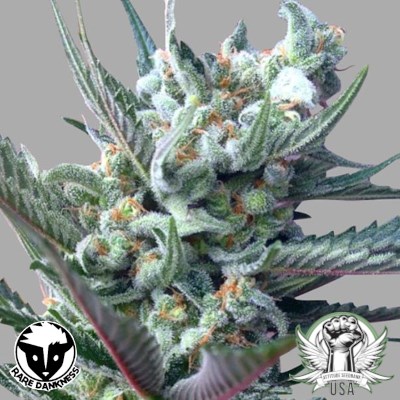 Rare Dankness Seeds Moonshine's Ghost Train