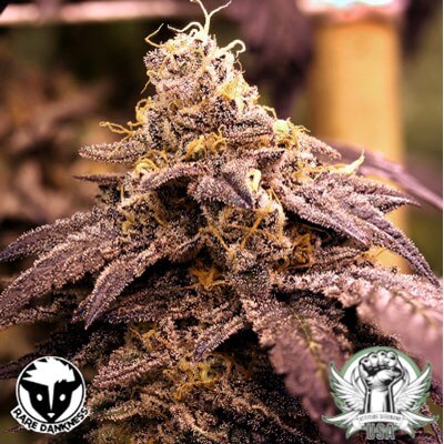 Rare Dankness Rare Darkness Cut #4 Clones and Snips