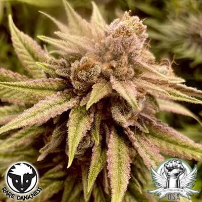 attitude usa rare dankness runtz ghost train 400x400_400x400.jpg