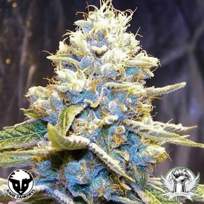 Rare Dankness Star Killer OG Cut #12 Clones and Snips