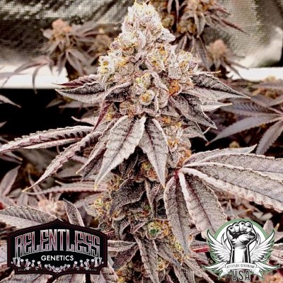 Relentless Genetics Seeds Black Cherry Bomb