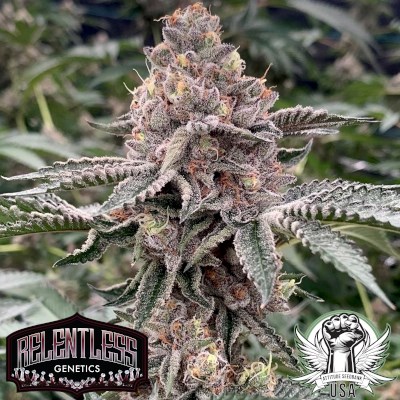 Relentless Genetics Seeds Cherry Apple Fritter