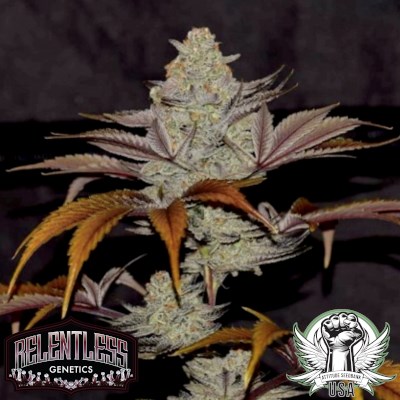 Relentless Genetics Seeds Cherry Cookie Breath