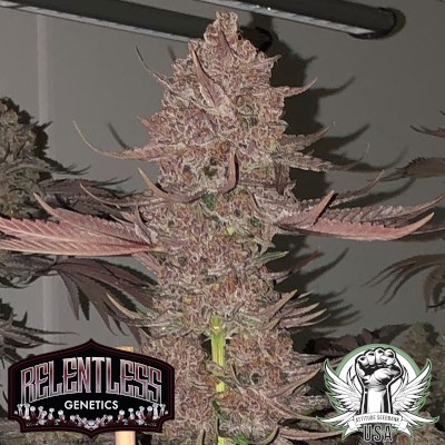 Relentless Genetics Seeds Nvthis