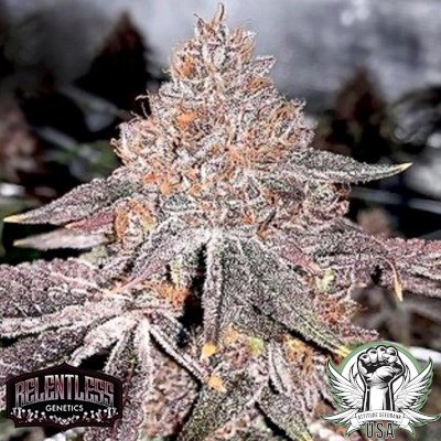 Relentless Genetics Seeds Stunna Runtz