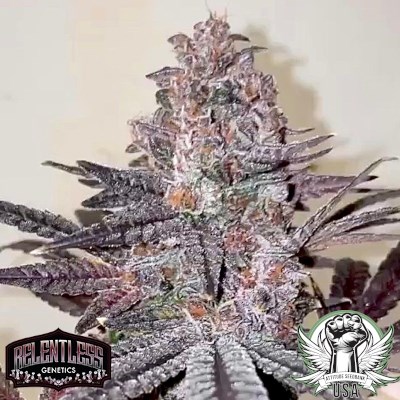 Relentless Genetics Seeds Zozay