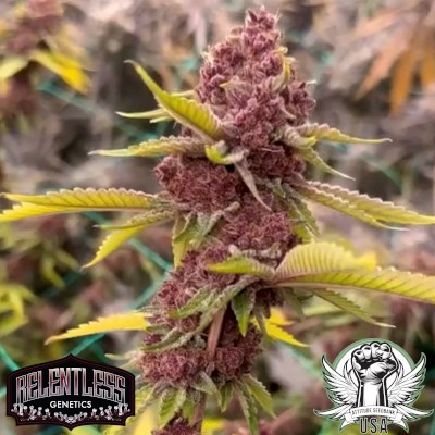 Relentless Genetics Seeds Queen of the South F2