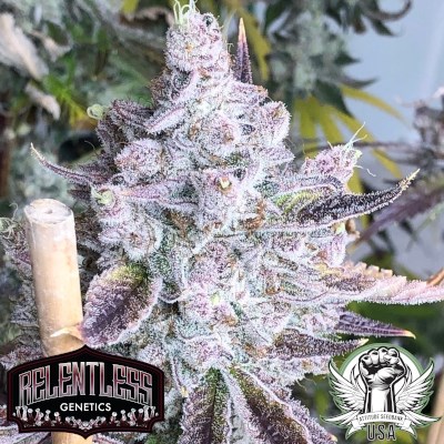 Relentless Genetics Seeds Queen of the South