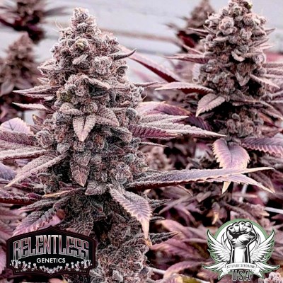 Relentless Genetics Seeds Rozay F4