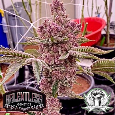 Relentless Genetics Seeds Triangle Queen