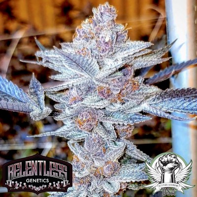 Relentless Genetics Seeds Trop Cherry BX1
