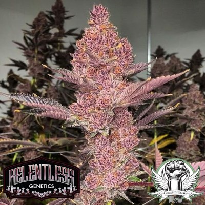 Relentless Genetics Seeds Tropicana Cherry S1