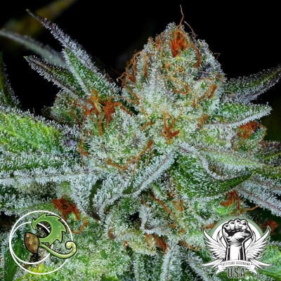 Relic Seeds Blueberry Starfighter Cheese #1