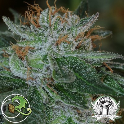 Relic Seeds Bubba Cheese
