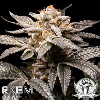 R-Kiem Seeds Fancy Don Rouch