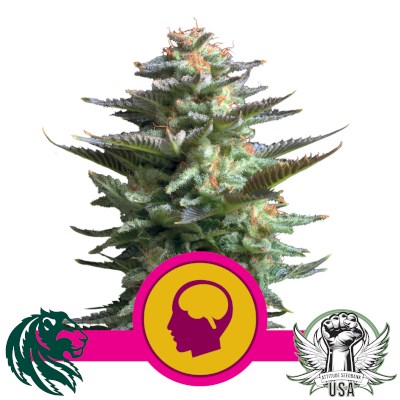 Royal Queen Seeds Amnesia Haze