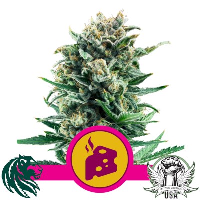 Royal Queen Seeds Blue Cheese