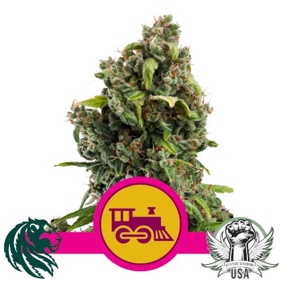 Royal Queen Seeds Candy Kush Express