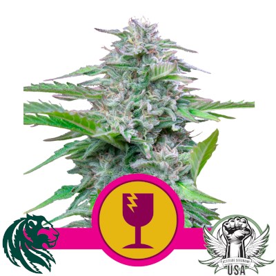 Royal Queen Seeds Critical