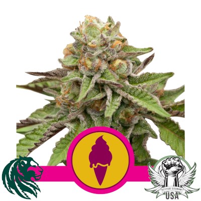 Royal Queen Seeds Green Gelato