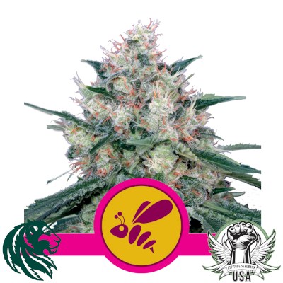 Royal Queen Seeds Honey Cream