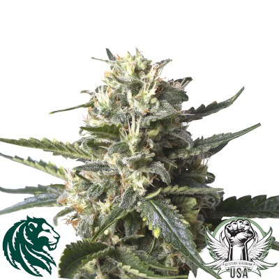 attitude usa royal queen lemon shining silver haze 2_400x400.jpg