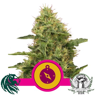 Royal Queen Seeds Northern Light