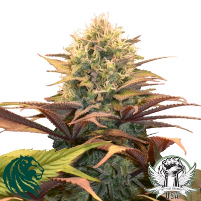 attitude usa royal queen pineapplekush 2_400x400.jpg