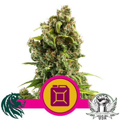 Royal Queen Seeds Sour Diesel