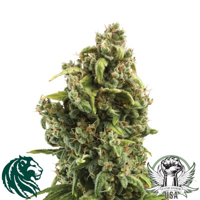 attitude usa royal queen sour diesel 2_400x400.jpg