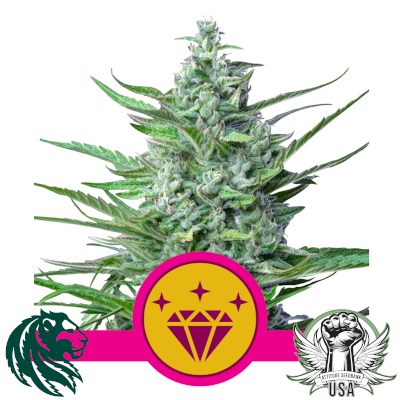 Royal Queen Seeds Special Kush #1