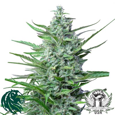 attitude usa royal queen special kush 2_400x400.jpg