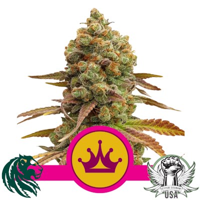 Royal Queen Seeds Special Queen #1