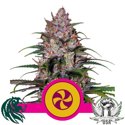 Royal Queen Seeds Sweet ZZ aka Sweet Zkittlez