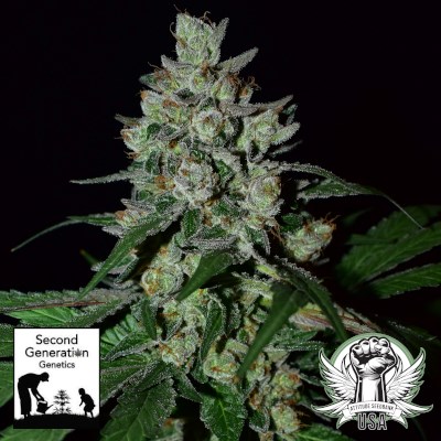 Second Generation Genetics Seeds Blue Licorice