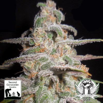 Second Generation Genetics Seeds Loompa Goo