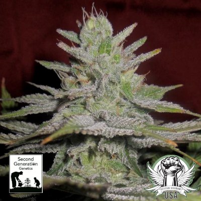 Second Generation Genetics Seeds Motown Lockdown