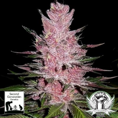 Second Generation Genetics Seeds Oregon Cutthroat