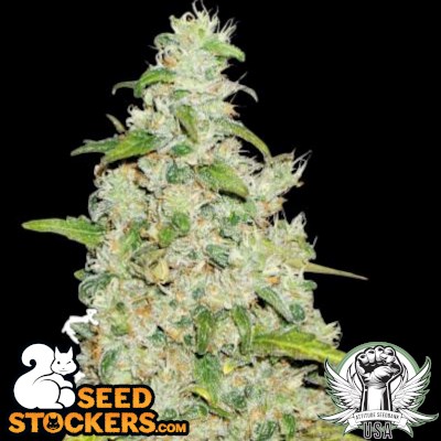 SeedStockers Seeds Amnesia