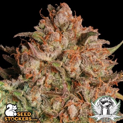 SeedStockers Seeds Apollo Black Cherry AUTO