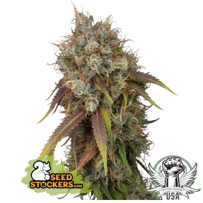 SeedStockers Seeds Black Rainbow