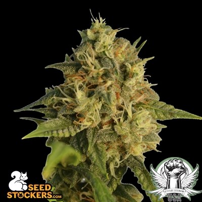 attitude usa seed stockers og kush feminized 2_400x400.jpg