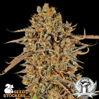 SeedStockers Seeds Thunder Banana