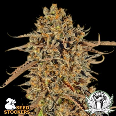 SeedStockers Thunder Banana