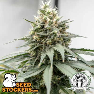 SeedStockers Blackberry Gum