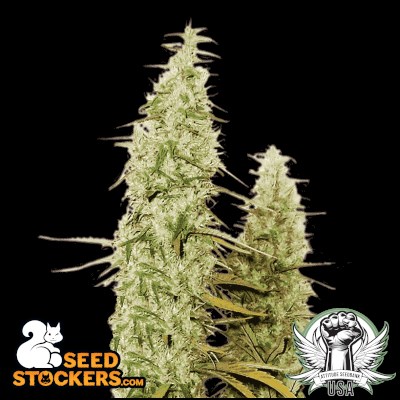 SeedStockers Santa Marta Haze