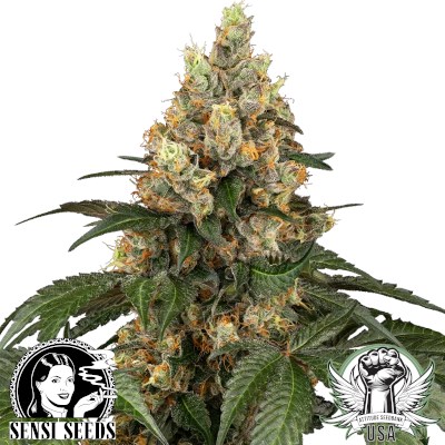 Sensi Seeds Chocolate Rainbow XXL
