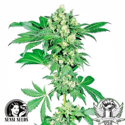 attitude usa sensi seeds afghani 2_400x400.jpg