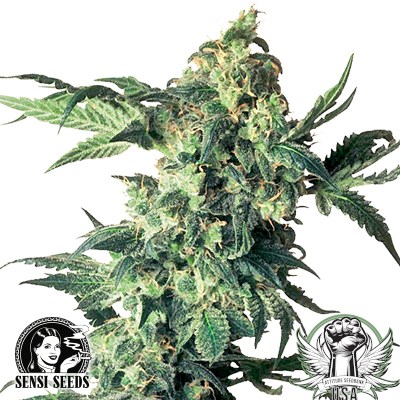 Sensi Seeds Northern Lights